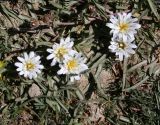 Taraxacum leucanthum. Цветущие растения. Таджикистан, Памир, восточнее перевала Кой-Тезек, 4200 м н.у.м. 02.08.2011.