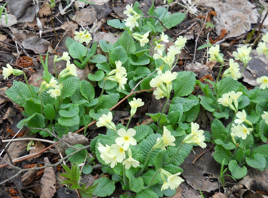 Image of Primula elatior specimen.