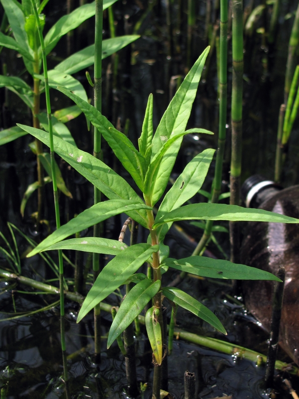 Image of Naumburgia thyrsiflora specimen.