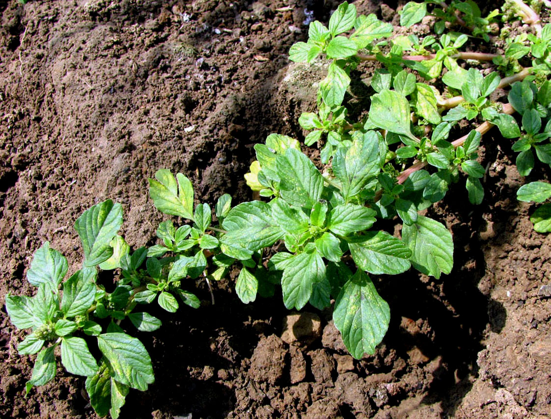 Изображение особи Amaranthus blitum.