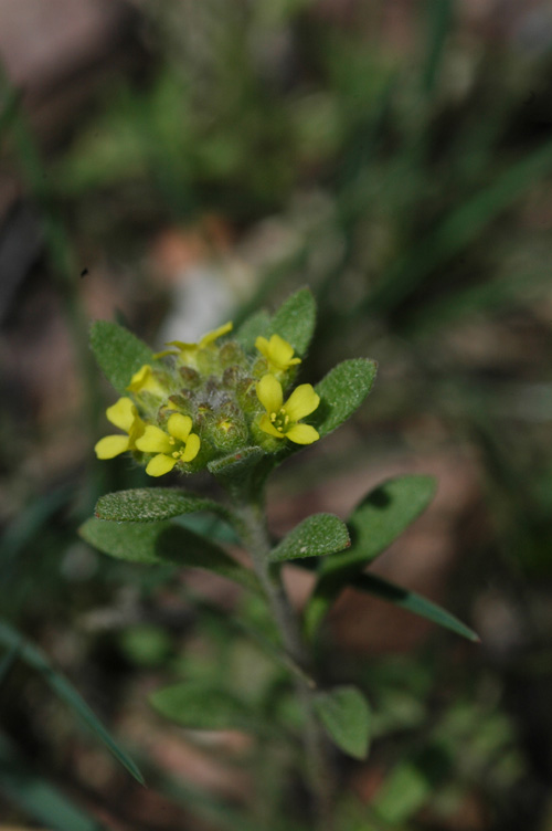 Image of Alyssum turkestanicum var. desertorum specimen.