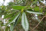 Berberis pruinosa. Верхушка побега с нераспустившимся соцветием. Южный берег Крыма, Никитский ботанический сад. 3 апреля 2012 г.