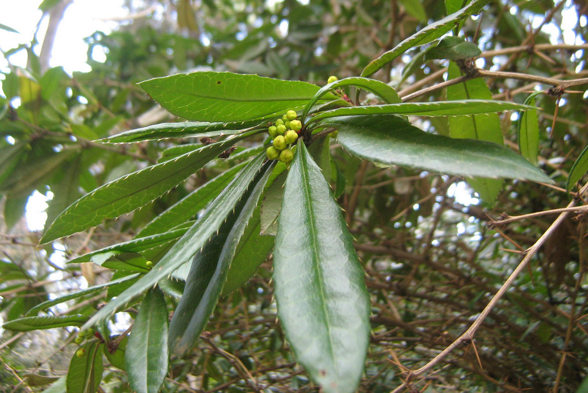 Image of Berberis pruinosa specimen.