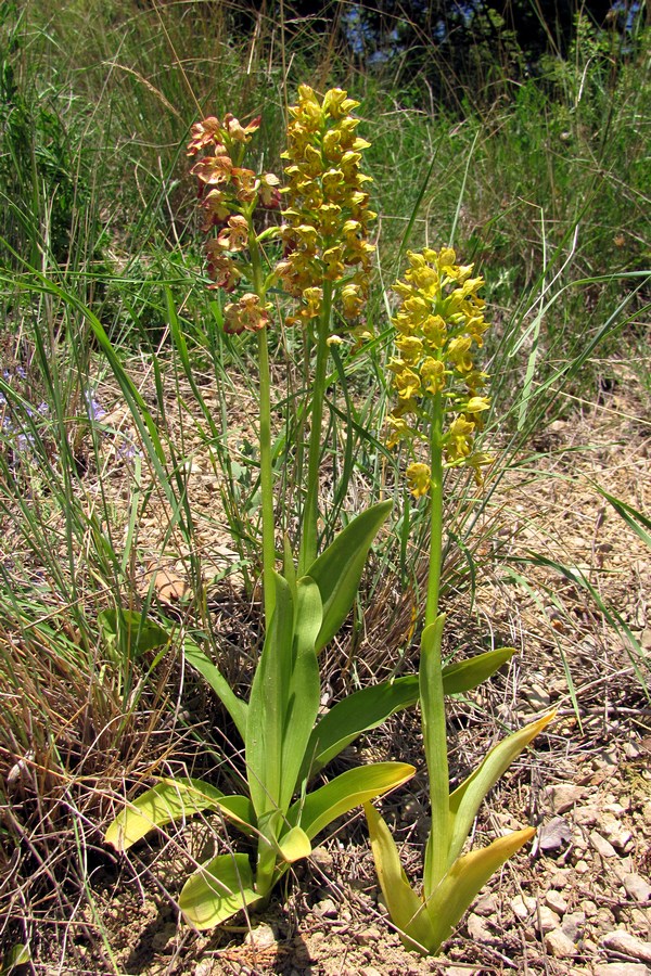 Image of Orchis &times; wulffiana specimen.