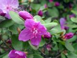 Rhododendron ledebourii