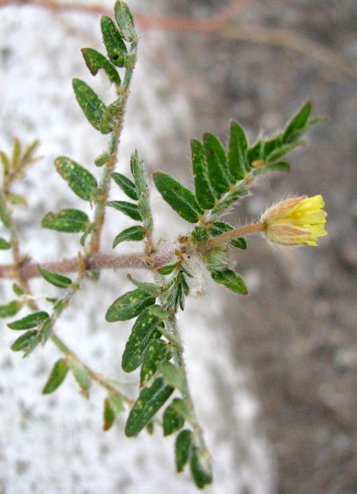 Изображение особи Tribulus terrestris.