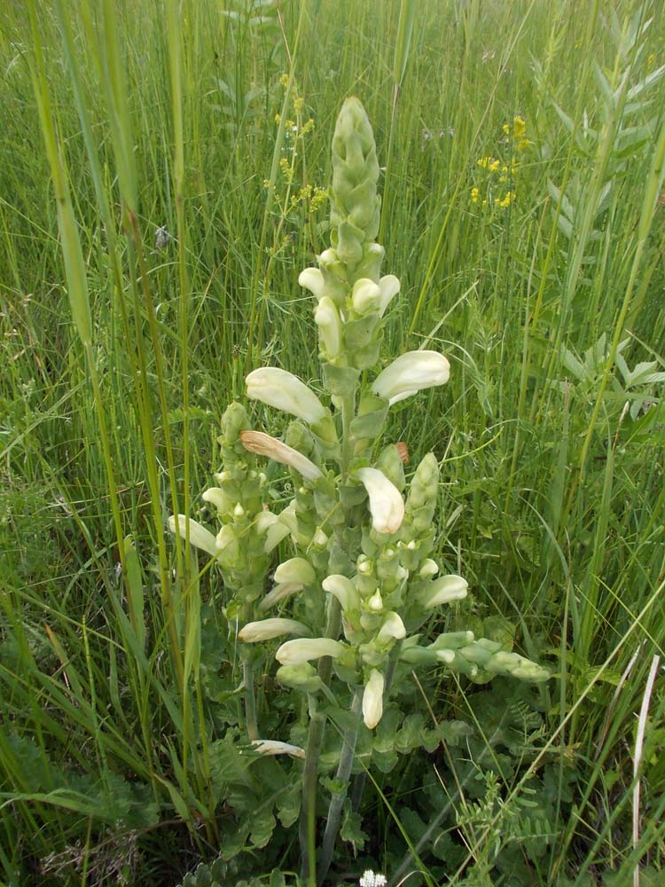 Image of Pedicularis sceptrum-carolinum specimen.