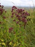 Origanum vulgare