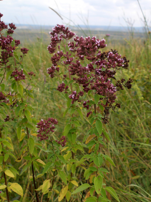 Image of Origanum vulgare specimen.