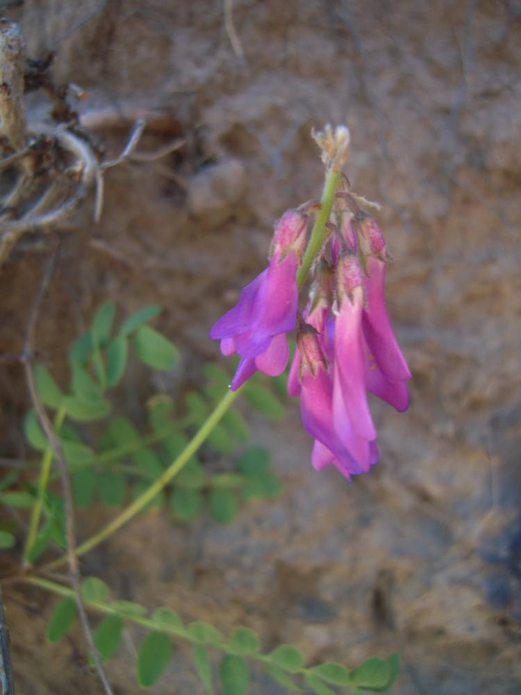 Image of Hedysarum caucasicum specimen.