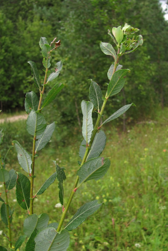 Image of Salix bebbiana specimen.