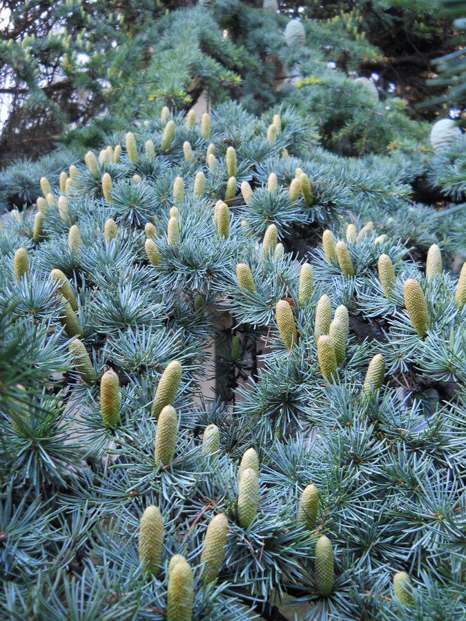 Изображение особи Cedrus libani.