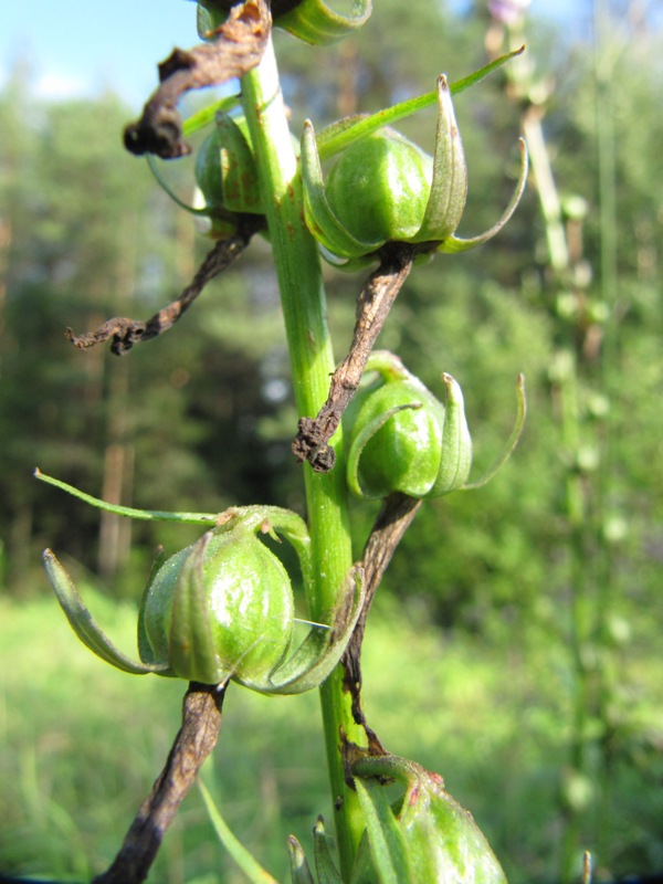 Image of Campanula rapunculoides specimen.