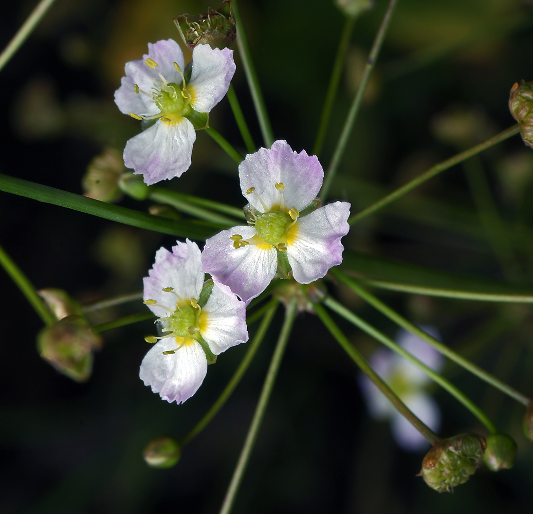 Image of Alisma plantago-aquatica specimen.