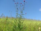 Centaurea scabiosa