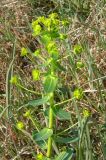 Euphorbia agraria