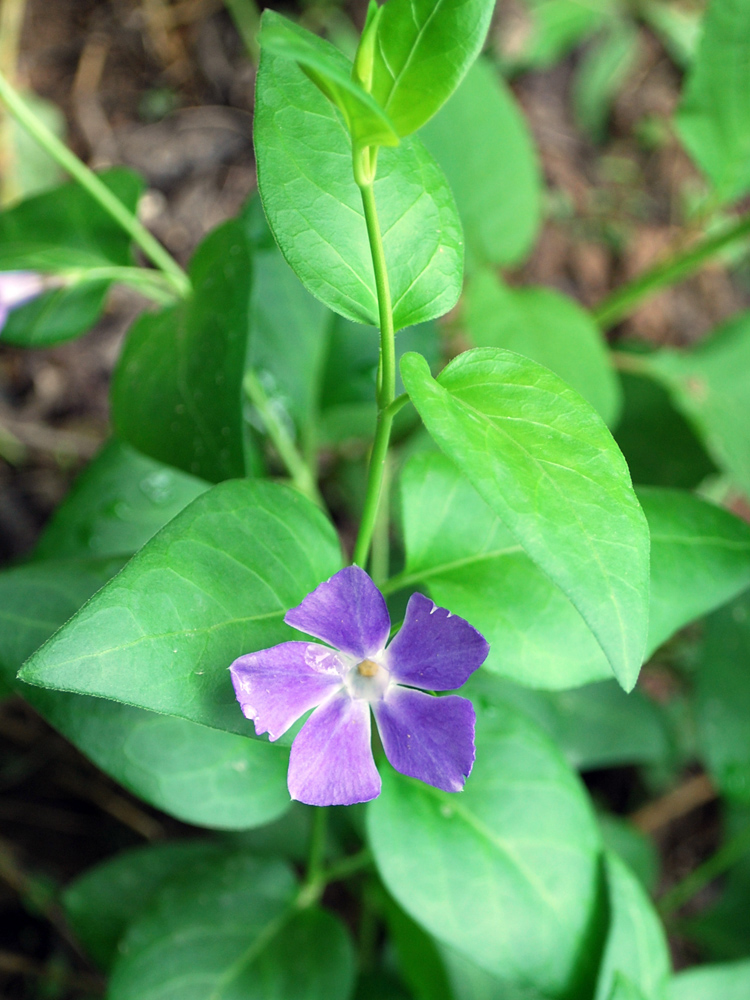 Image of Vinca major specimen.