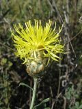 Centaurea orientalis. Соцветие-корзинка. Украина, Запорожский р-н, Дурная балка, разнотравная степь. 19.08.2011.