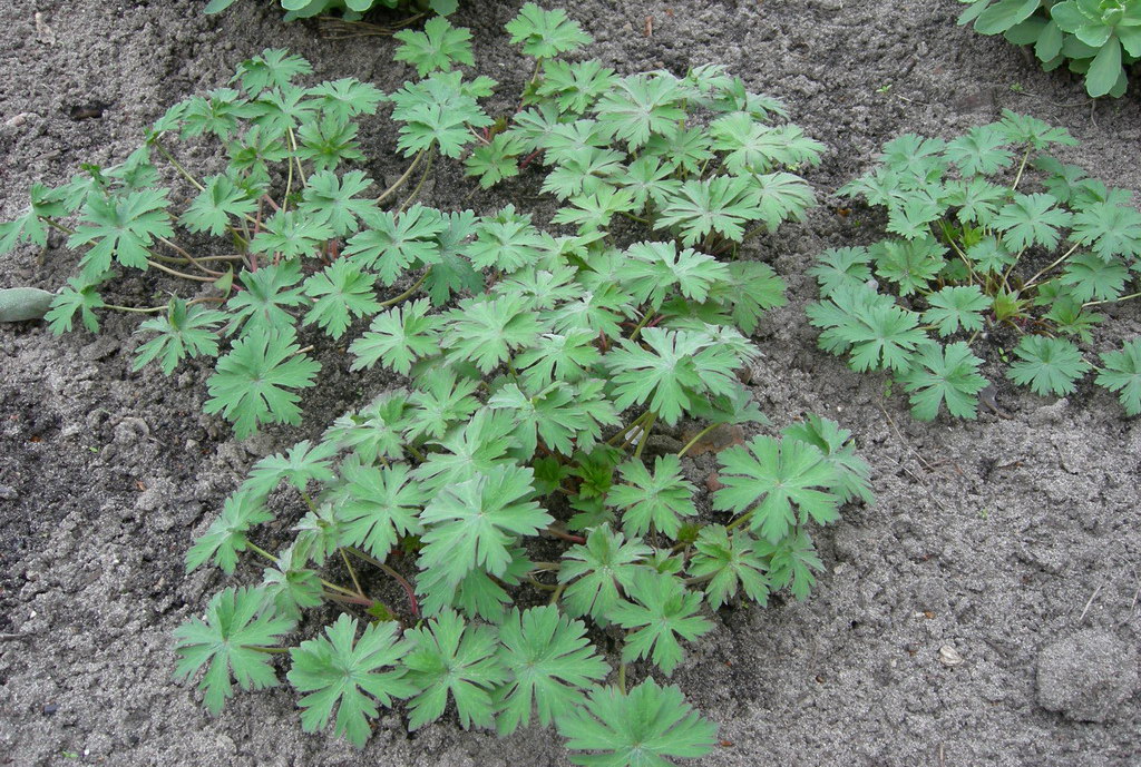 Image of Geranium pratense specimen.