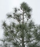 Pinus canariensis. Верхушка дерева с шишками. Израиль, Северный Негев, лес Лаав. 23.01.2013.