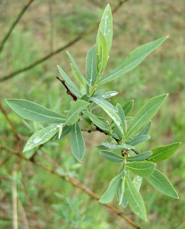 Image of Salix purpurea specimen.