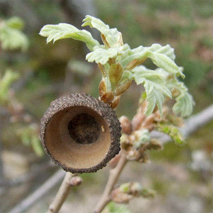 Image of Quercus pubescens specimen.