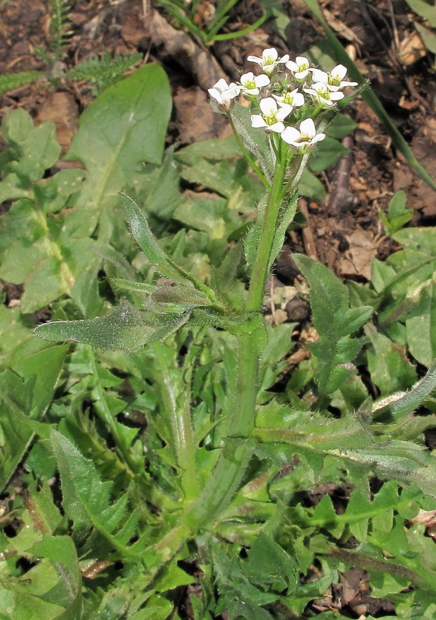 Изображение особи Capsella bursa-pastoris.