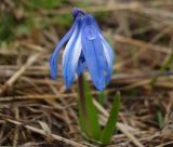 Scilla armena