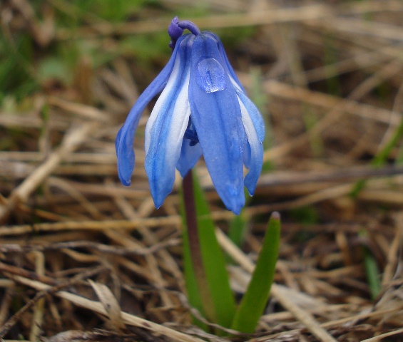 Изображение особи Scilla armena.