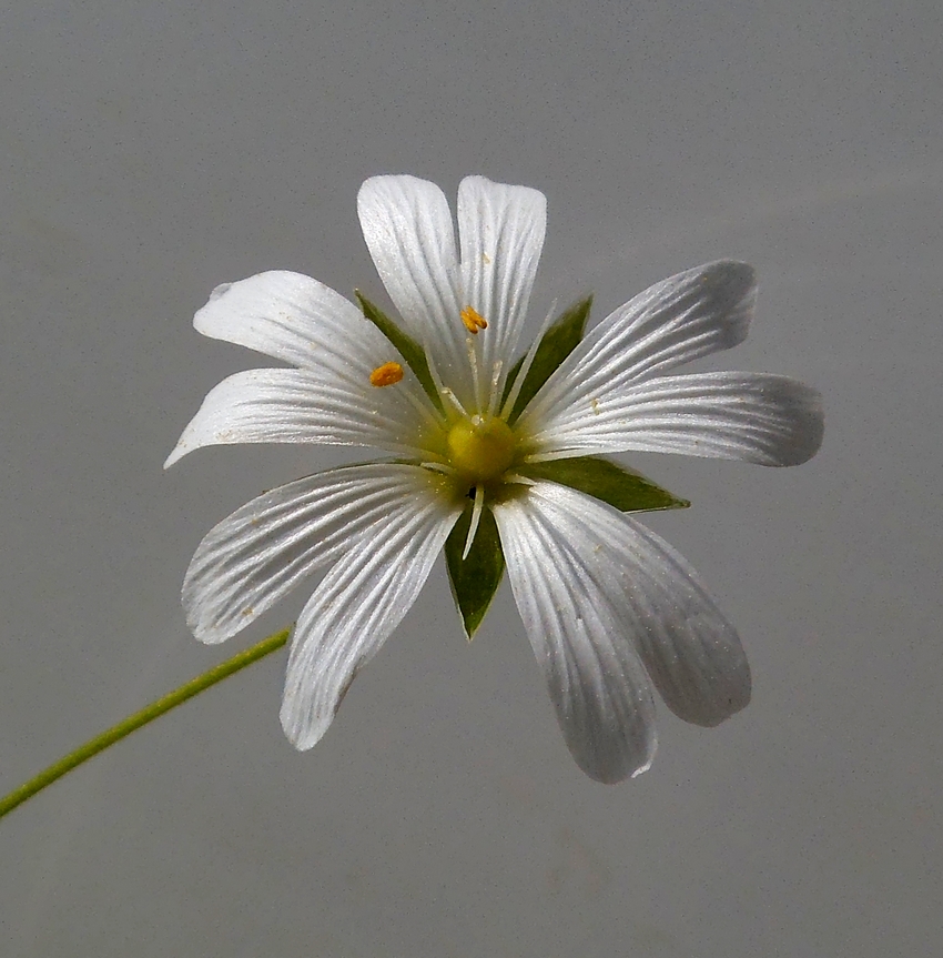 Image of Stellaria holostea specimen.