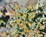 Euphorbia marschalliana. Cоцветие. Армения, Вайоц Дзор, ущелье р. Арпа. 03.05.2013.