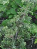 Juniperus oblonga. Верхушка ветви с незрелыми шишкоягодами. Армения, Сюник, ущелье р. Воротан. 04.05.2013.