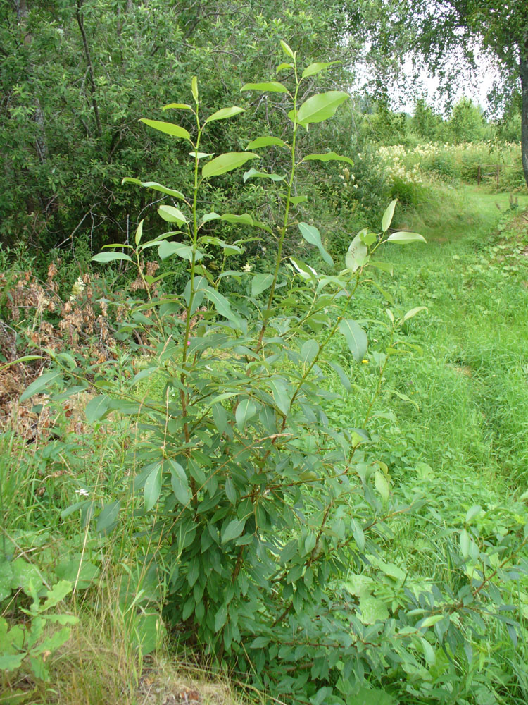 Image of Populus laurifolia specimen.