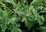 Filipendula vulgaris. Листья. Германия, г. Krefeld, Ботанический сад. 10.06.2013.