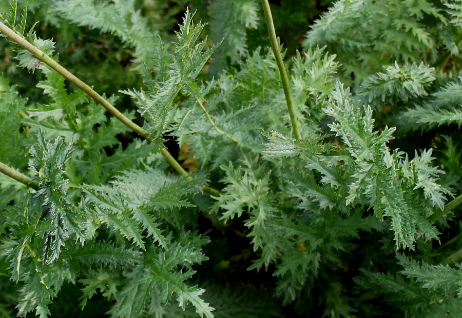 Изображение особи Filipendula vulgaris.