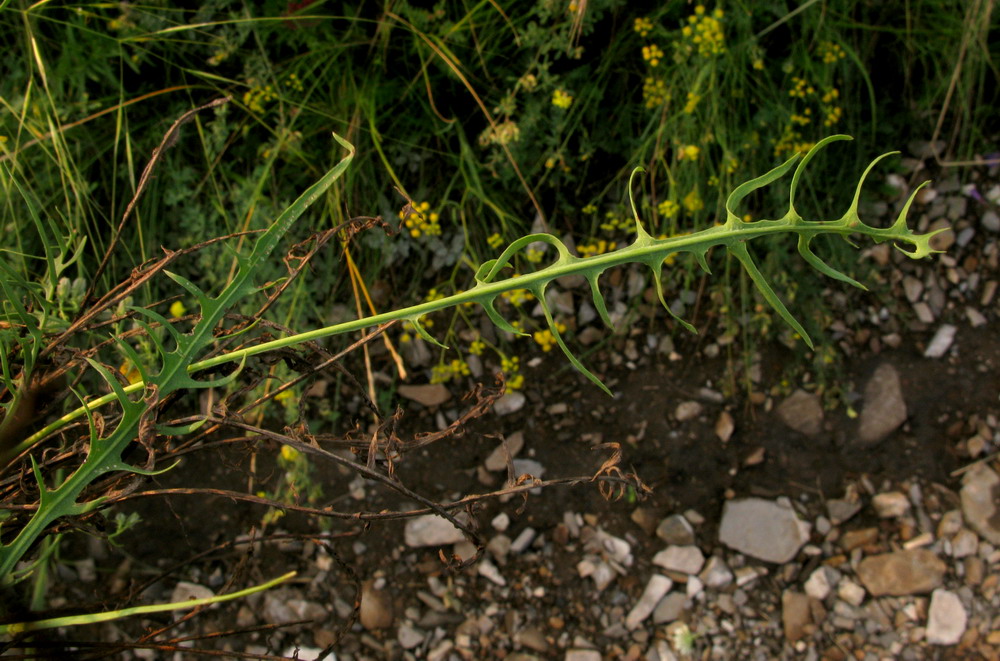 Image of Youngia diversifolia specimen.