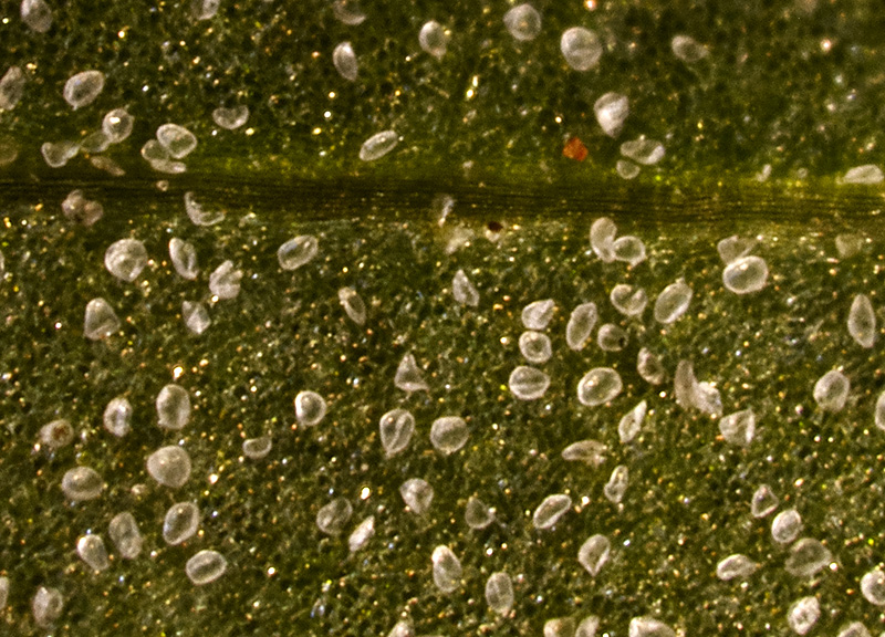 Image of Chenopodium album specimen.