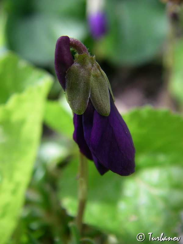 Image of Viola odorata specimen.