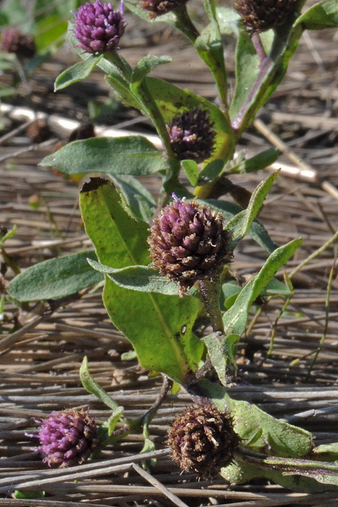 Изображение особи Sphaeranthus strobilifer.