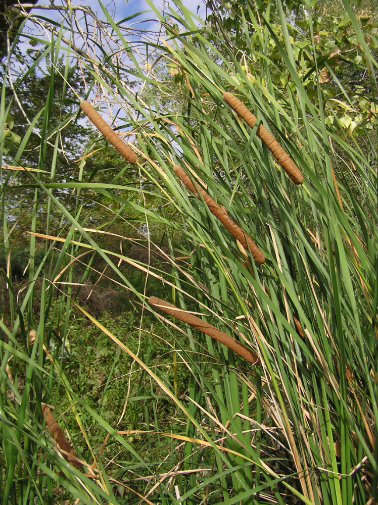 Изображение особи Typha domingensis.