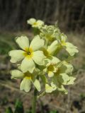 Primula pallasii. Соцветие. Окр. Томска, опушка соснового леса. 07.05.2009.