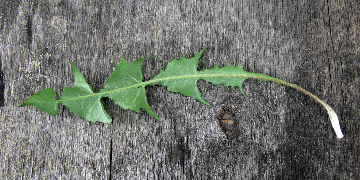 Image of Taraxacum distantilobum specimen.