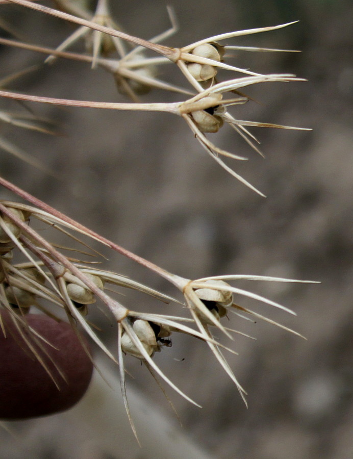 Image of Allium cristophii specimen.