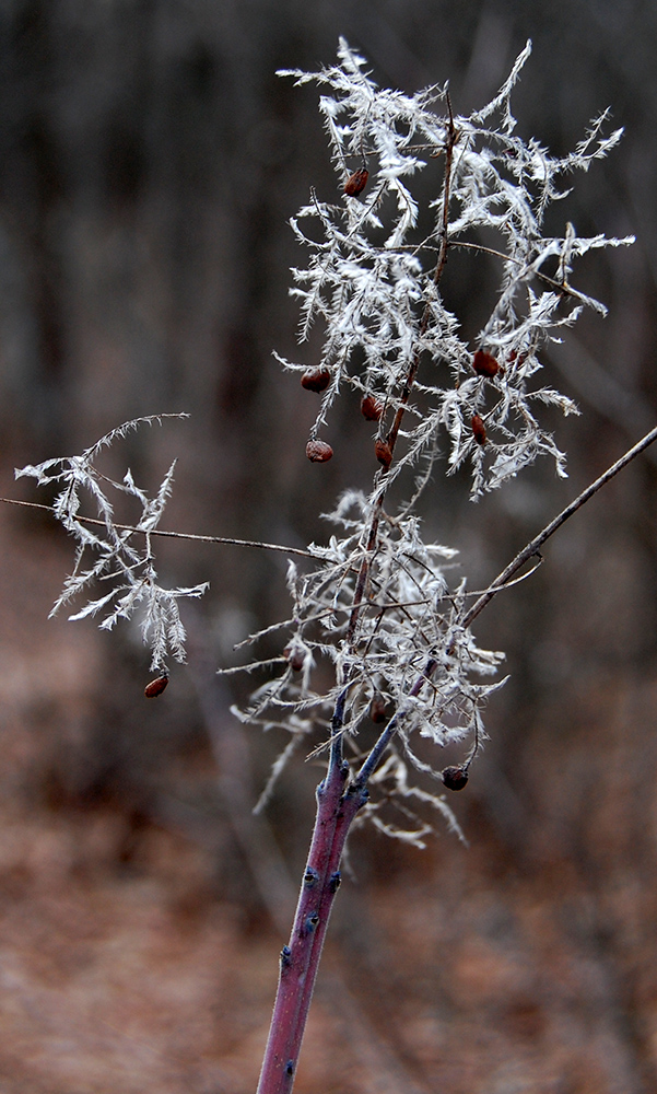 Image of Cotinus coggygria specimen.