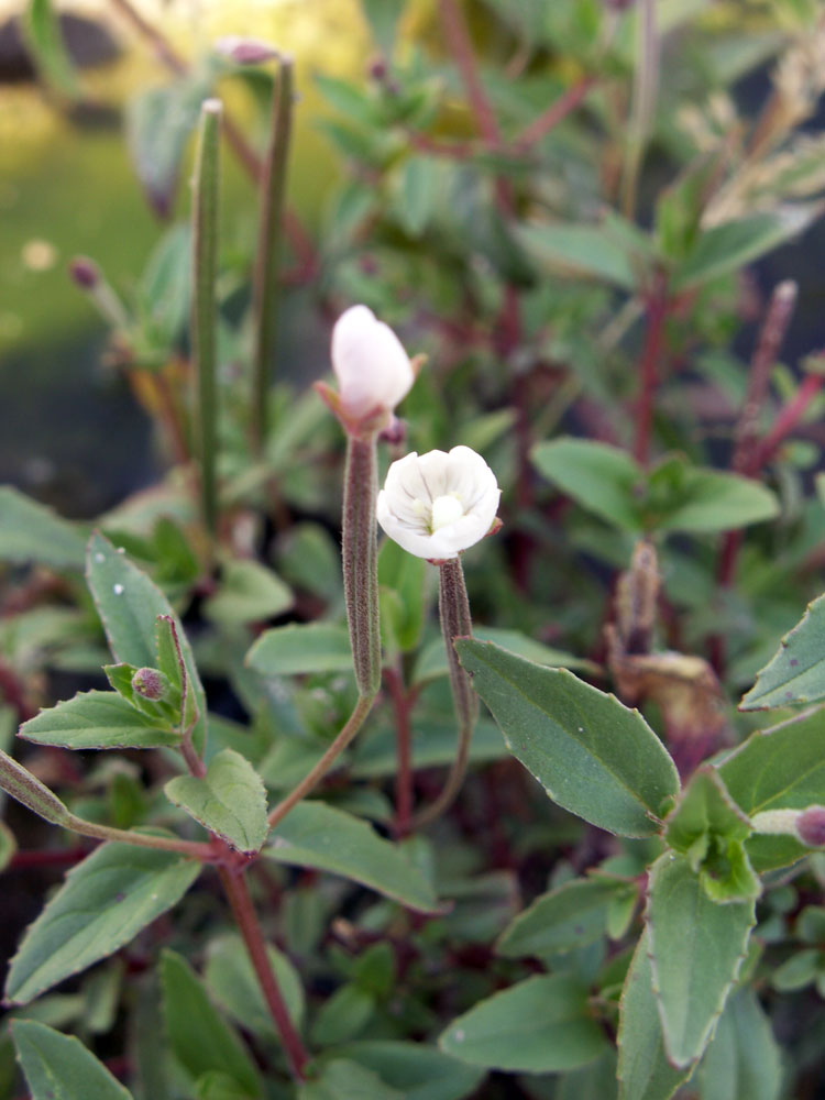 Изображение особи род Epilobium.