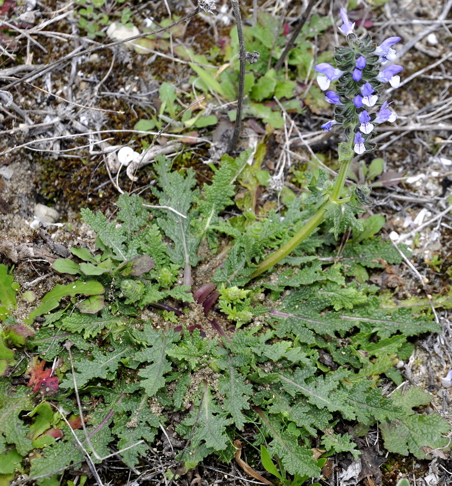 Image of Salvia verbenaca specimen.