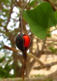 Erythrina lysistemon