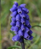 genus Muscari