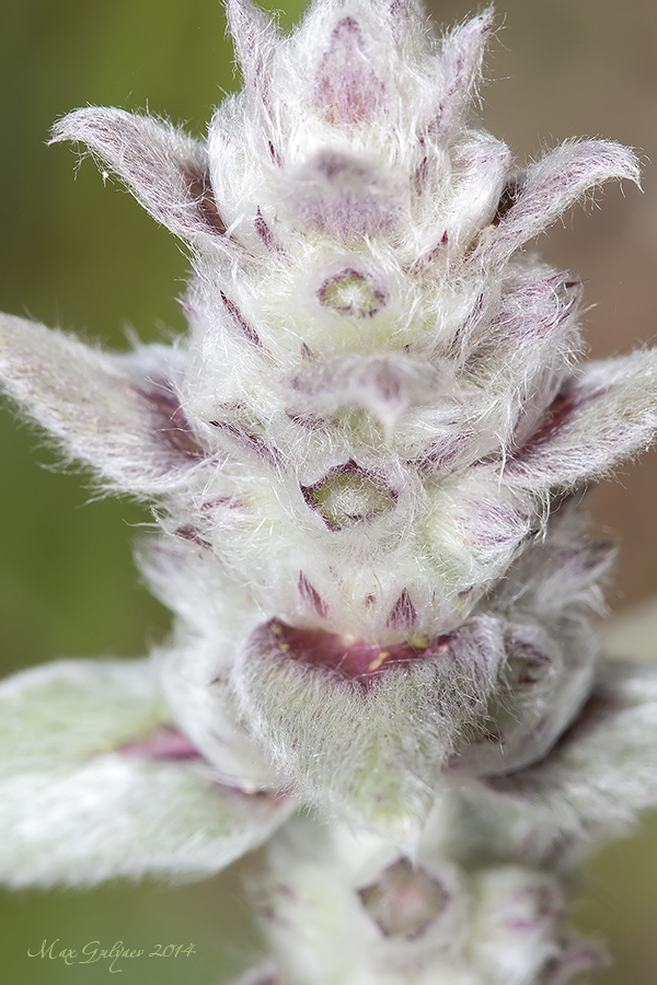 Image of Stachys velata specimen.