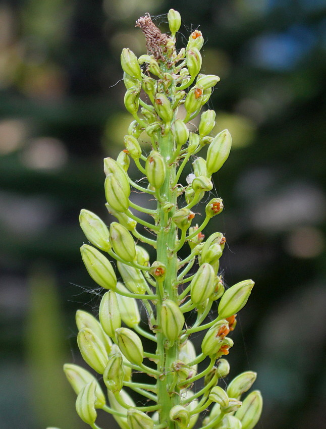 Image of Eremurus himalaicus specimen.